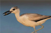 Rare bird &rsquo;Crab plover&rsquo; photographed at Mulki first time in Karnataka